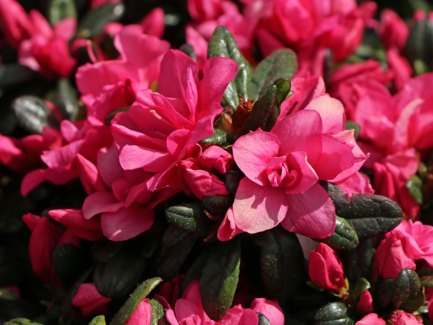 Japanische Azalee 'Melina' 2 Japanische Azalee 'Melina' – Bild 2