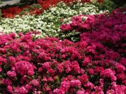 Japanische Azalee 'Melina' 9 Japanische Azalee 'Melina' -Edelrosen Geschaft japanische azalee melina m004142 w 5