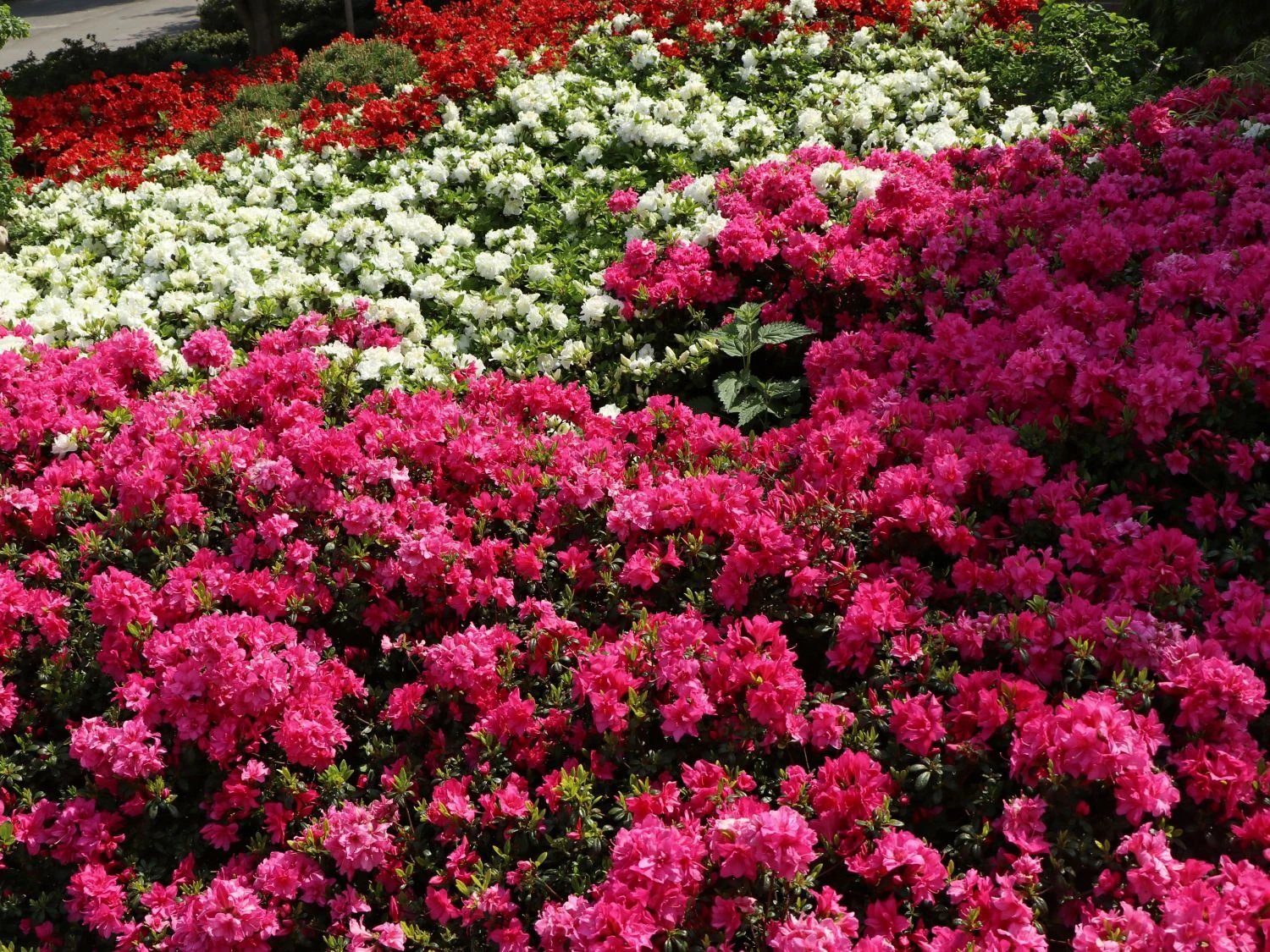 Japanische Azalee 'Melina' 3 Japanische Azalee 'Melina' – Bild 3