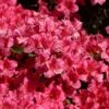 Japanische Azalee 'Michiko'