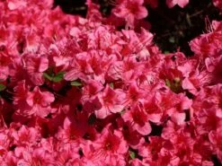 Japanische Azalee 'Michiko'