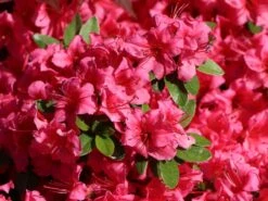 Japanische Azalee 'Michiko' -Edelrosen Geschaft japanische azalee michiko m007862 w 2