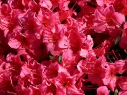 Japanische Azalee 'Michiko' -Edelrosen Geschaft japanische azalee michiko m007862 w 3