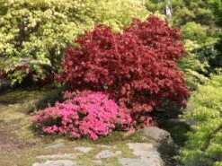 Japanische Azalee 'Michiko' -Edelrosen Geschaft japanische azalee michiko m007862 w 4