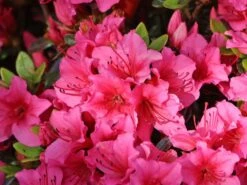 Japanische Azalee 'Michiko' -Edelrosen Geschaft japanische azalee michiko m007862 w 5