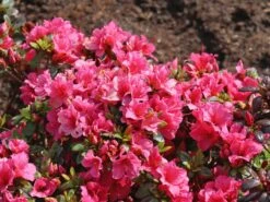 Japanische Azalee 'Michiko' -Edelrosen Geschaft japanische azalee michiko m007862 w 6
