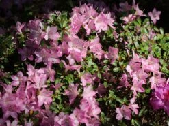 Japanische Azalee 'Negligé' ®