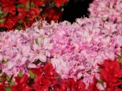 Japanische Azalee 'Negligé' ® -Edelrosen Geschaft japanische azalee neglig m095887 w 5