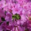 Japanische Azalee 'Otava'