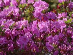 Japanische Azalee 'Otava' -Edelrosen Geschaft japanische azalee otava m006902 w 1