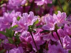 Japanische Azalee 'Otava' -Edelrosen Geschaft japanische azalee otava m006902 w 2