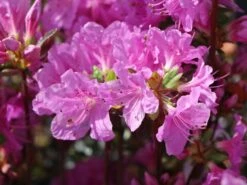 Japanische Azalee 'Otava' -Edelrosen Geschaft japanische azalee otava m006902 w 3