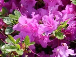 Japanische Azalee 'Otava' -Edelrosen Geschaft japanische azalee otava m006902 w 5