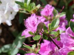 Japanische Azalee 'Otava' -Edelrosen Geschaft japanische azalee otava m006902 w 7