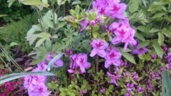 Japanische Azalee 'Peppina' ® -Edelrosen Geschaft japanische azalee peppina m003396 80497 0