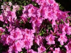 Japanische Azalee 'Peppina' ® -Edelrosen Geschaft japanische azalee peppina m003396 w 0