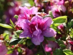 Japanische Azalee 'Peppina' ® -Edelrosen Geschaft japanische azalee peppina m003396 w 2