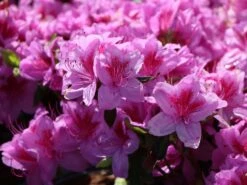 Japanische Azalee 'Peppina' ® -Edelrosen Geschaft japanische azalee peppina m003396 w 4