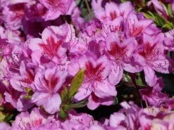 Japanische Azalee 'Peppina' ® -Edelrosen Geschaft japanische azalee peppina m003396 w 5