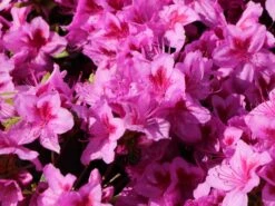 Japanische Azalee 'Peppina' ® -Edelrosen Geschaft japanische azalee peppina m003396 w 6