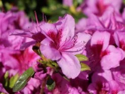 Japanische Azalee 'Peppina' ® -Edelrosen Geschaft japanische azalee peppina m003396 w 7