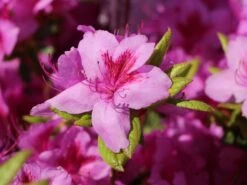 Japanische Azalee 'Peppina' ® -Edelrosen Geschaft japanische azalee peppina m003396 w 8