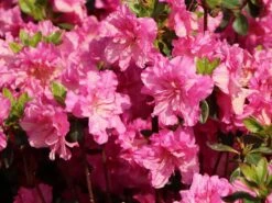 Japanische Azalee 'Petticoat' ® -Edelrosen Geschaft japanische azalee petticoat m003394 w 0 1