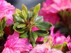 Japanische Azalee 'Petticoat' ® -Edelrosen Geschaft japanische azalee petticoat m003394 w 2