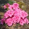 Japanische Azalee 'Pink For Help' ®
