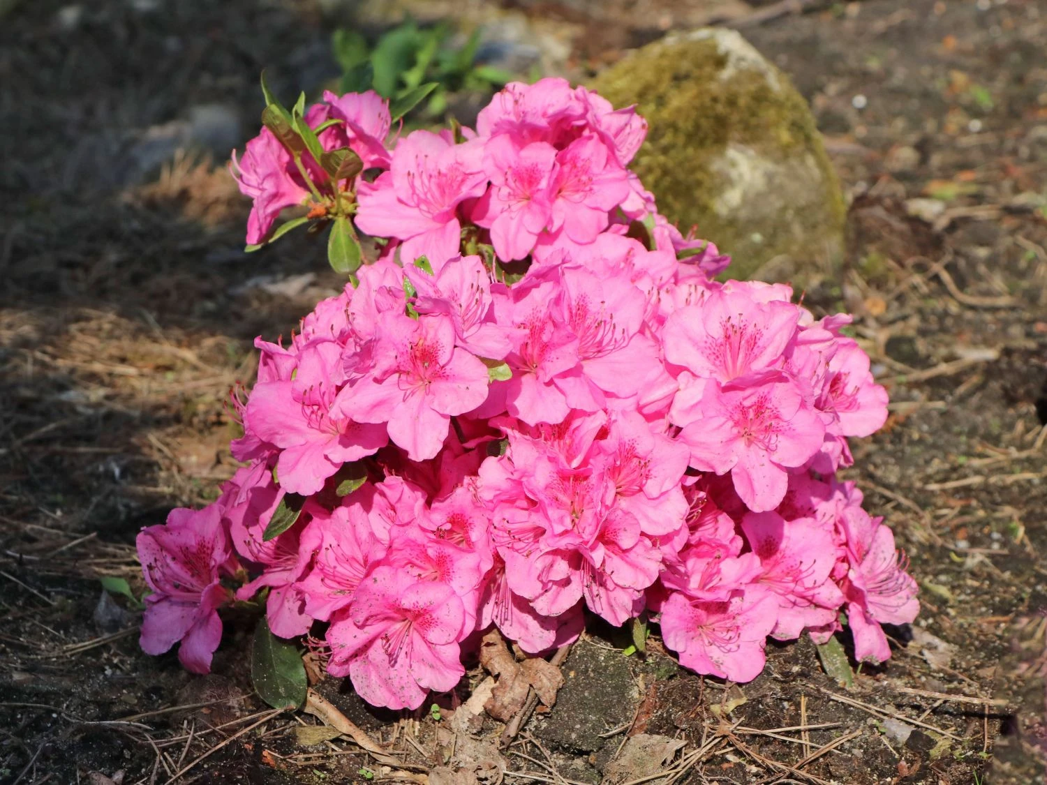 Japanische Azalee 'Pink For Help' ® 1 Japanische Azalee 'Pink For Help' ®