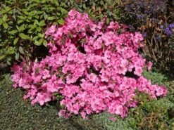 Japanische Azalee 'Pink For Help' ® 10 Japanische Azalee 'Pink For Help' ® -Edelrosen Geschaft japanische azalee pink for help m121182 w 0