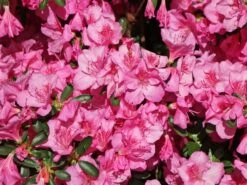 Japanische Azalee 'Pink For Help' ® 11 Japanische Azalee 'Pink For Help' ® -Edelrosen Geschaft japanische azalee pink for help m121182 w 1