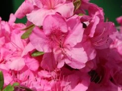 Japanische Azalee 'Pink For Help' ® 13 Japanische Azalee 'Pink For Help' ® -Edelrosen Geschaft japanische azalee pink for help m121182 w 2