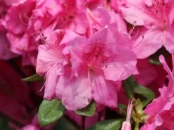 Japanische Azalee 'Pink For Help' ® 14 Japanische Azalee 'Pink For Help' ® -Edelrosen Geschaft japanische azalee pink for help m121182 w 3