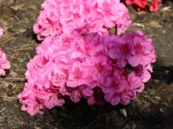 Japanische Azalee 'Pink For Help' ® 12 Japanische Azalee 'Pink For Help' ® -Edelrosen Geschaft japanische azalee pink for help m121182 w 4