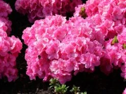 Japanische Azalee 'Pink For Help' ® 15 Japanische Azalee 'Pink For Help' ® -Edelrosen Geschaft japanische azalee pink for help m121182 w 5