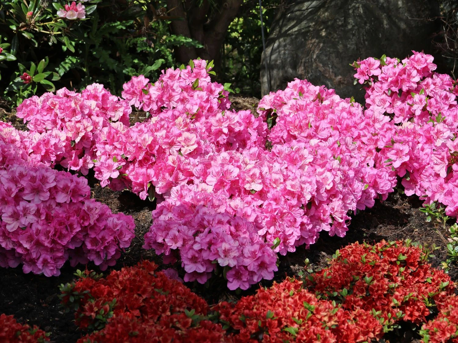 Japanische Azalee 'Pink For Help' ® 2 Japanische Azalee 'Pink For Help' ® – Bild 2