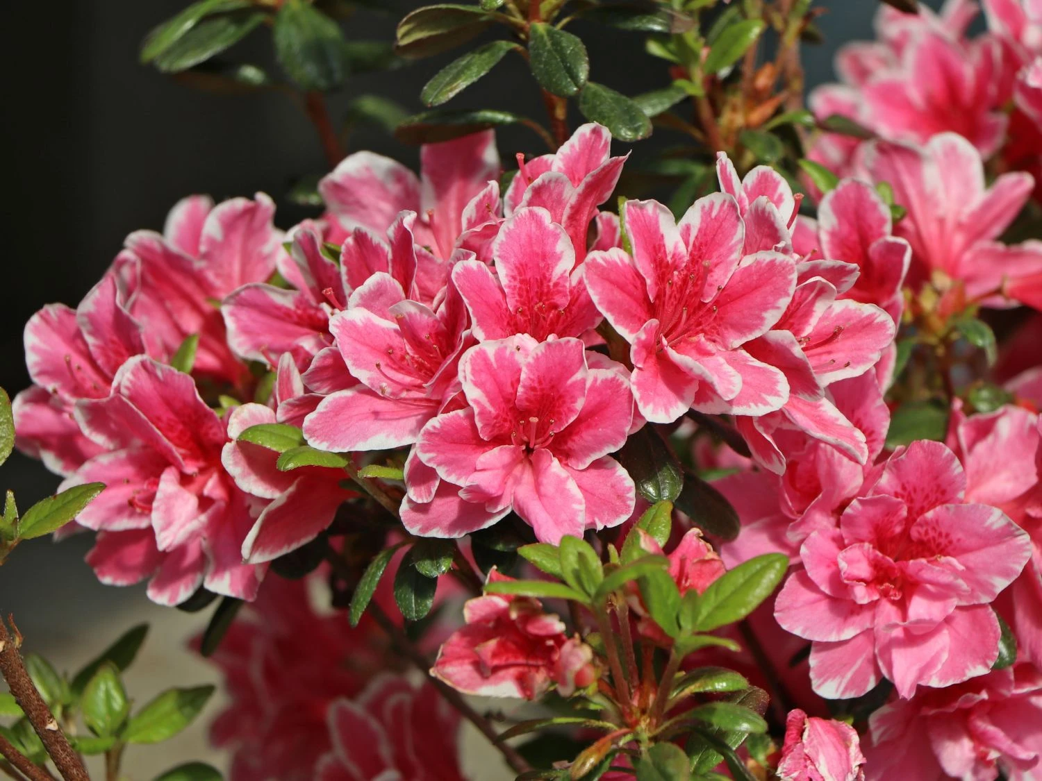 Japanische Azalee 'Pink Poetry' ® 1 Japanische Azalee 'Pink Poetry' ®