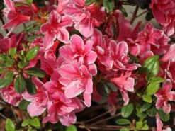 Japanische Azalee 'Pink Poetry' ® 14 Japanische Azalee 'Pink Poetry' ® -Edelrosen Geschaft japanische azalee pink poetry m121036 w 2