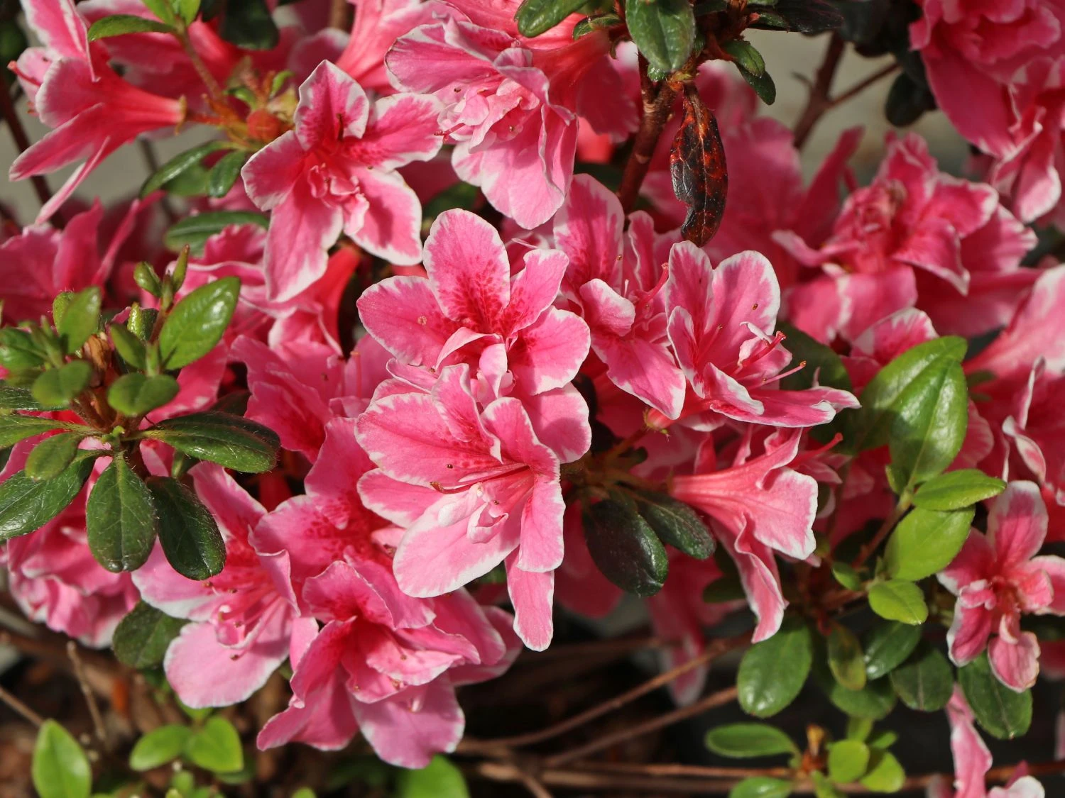 Japanische Azalee 'Pink Poetry' ® 7 Japanische Azalee 'Pink Poetry' ® – Bild 7