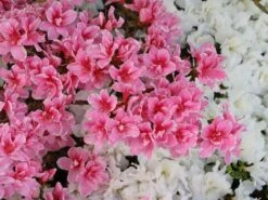 Japanische Azalee 'Pink Poetry' ® 11 Japanische Azalee 'Pink Poetry' ® -Edelrosen Geschaft japanische azalee pink poetry m121036 w 6