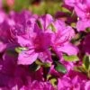 Japanische Azalee 'Purpurtraum'