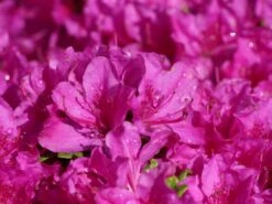 Japanische Azalee 'Purpurtraum' -Edelrosen Geschaft japanische azalee purpurtraum m002412 w 0