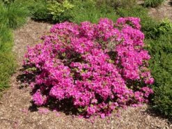 Japanische Azalee 'Purpurtraum' -Edelrosen Geschaft japanische azalee purpurtraum m002412 w 1