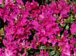 Japanische Azalee 'Purpurtraum' -Edelrosen Geschaft japanische azalee purpurtraum m002412 w 2