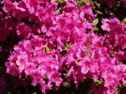 Japanische Azalee 'Purpurtraum' -Edelrosen Geschaft japanische azalee purpurtraum m002412 w 3