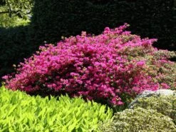 Japanische Azalee 'Purpurtraum' -Edelrosen Geschaft japanische azalee purpurtraum m002412 w 4