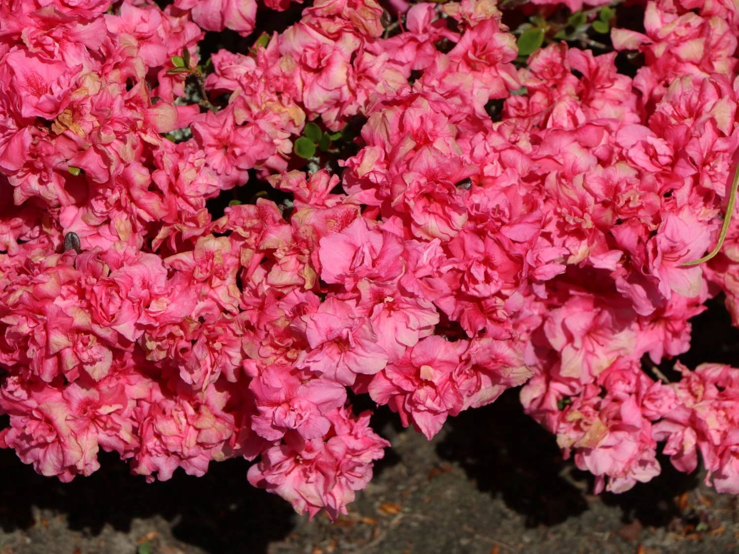 Japanische Azalee 'Rokoko' 6 Japanische Azalee 'Rokoko' – Bild 6