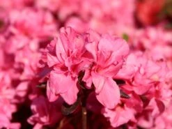 Japanische Azalee 'Rokoko' 13 Japanische Azalee 'Rokoko' -Edelrosen Geschaft japanische azalee rokoko m003350 w 1