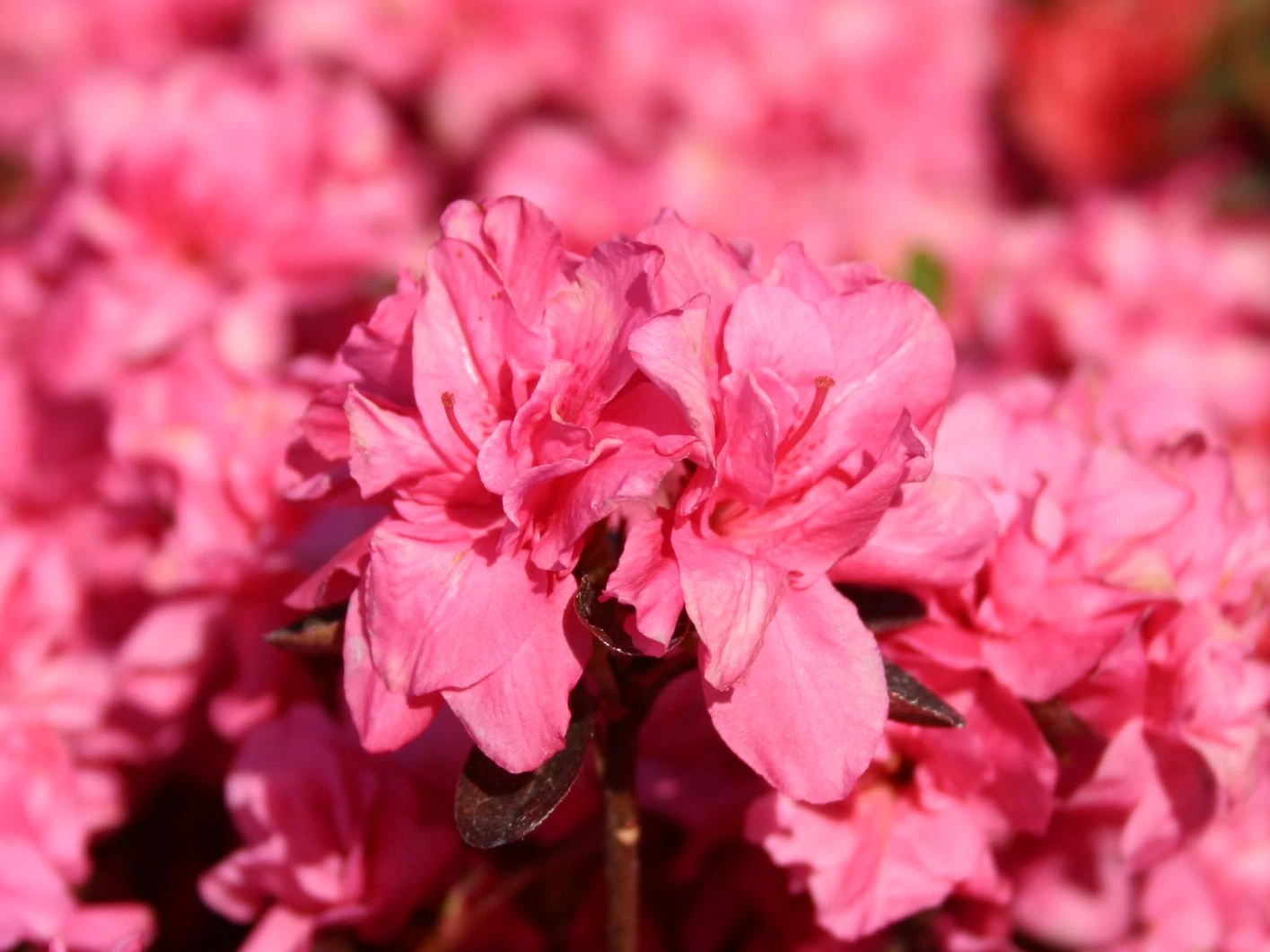 Japanische Azalee 'Rokoko' 7 Japanische Azalee 'Rokoko' – Bild 7